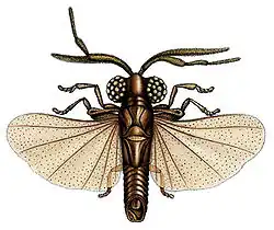 Myrmecolax nietneri (Myrmecolacidae)