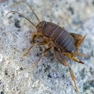 Myrmecophilus hirticaudus