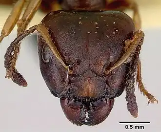 Муравей Myrmecorhynchus emeryi