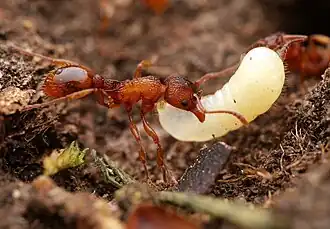 Рабочий с личинкой