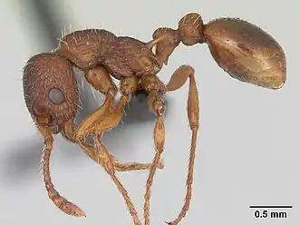 Myrmica specioides