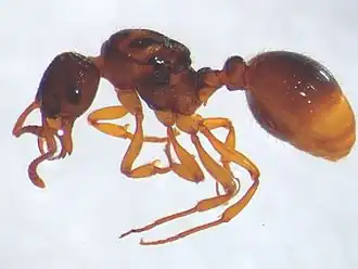 Myrmica vandeli