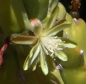 Myrtillocactus geometrizans