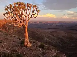 Трансграничный парк Аи-Аис-Рихтерсвелд
