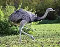 The greater rhea