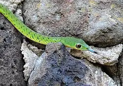 Натальский зелёный уж