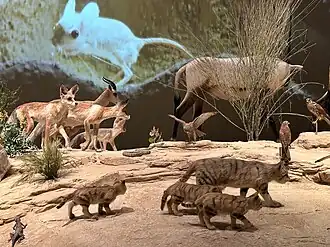 Местные животные