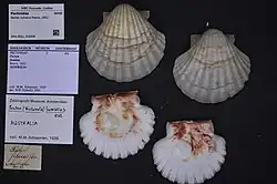 Pecten fumatus