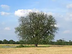 Каштан конский