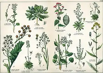 1. Бурачок бурачниковидный (Alyssum alyssoides) 2. Крупка весенняя (Erophila verna) 3. Ложечница лекарственная (Cochlearia officinalis) 4. Кресс-салат (Lepidium sativum) 5. Пастушья сумка обыкновенная (Capsella bursa-pastoris)  6. Тисдалия голостебельная (Teesdalia nudicaulis) 7. Иерихонская роза (Anastatica hierochuntica) 8. Вайда красильная (Isatis tinctoria) 9. Рыжик посевной (Camelina sativa) 10. Катран приморский (Crambe maritima) 11. Лунник однолетний (Lunaria annua)