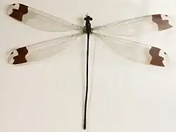 Музейный экземпляр стрекозы Megaloprepus caerulatus. Размер клеток фона — 1 см