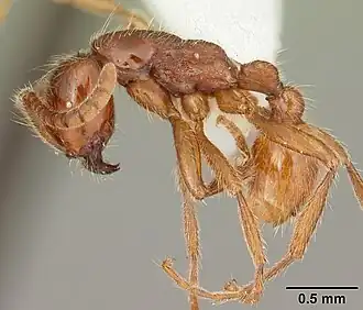 Neivamyrmex opacithorax