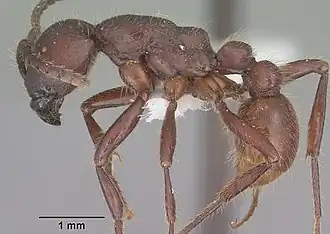 Neivamyrmex rugulosus