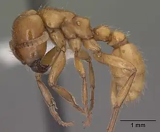 Neivamyrmex swainsonii