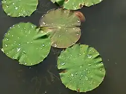 Плавающие листья