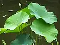Щитовидные листья Nelumbo nucifera