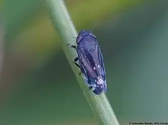 Имаго Neoaliturus fenestratus