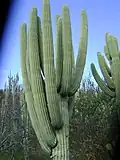 Cephalocereus tetetzo