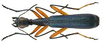 Жук-скакун Neocollyris bonellii