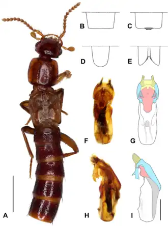 Голотип, самец