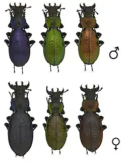 Lafertei lafertei.jpg