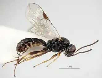 Neorhacodes enslini