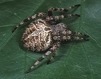 Женская особь Neoscona vigilans из Окинавы.