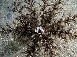 Neothyonidium magnum