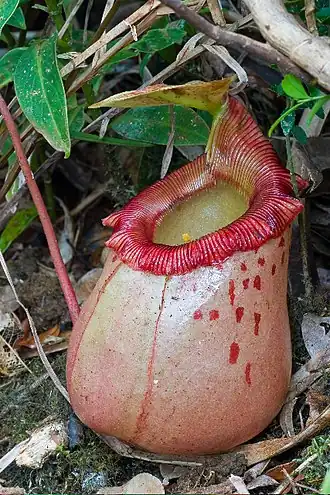 Nepenthes sibuyanensis — эндемик Сибуяна