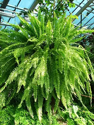 Нефролепис возвышенный в Санкт-Петербургском ботаническом саду