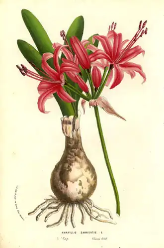 Nerine sarniensis