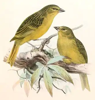 Предгорная островная овсянка