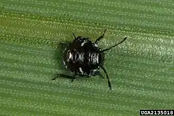 Личинка второго возраста