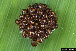 Личинки первого возраста