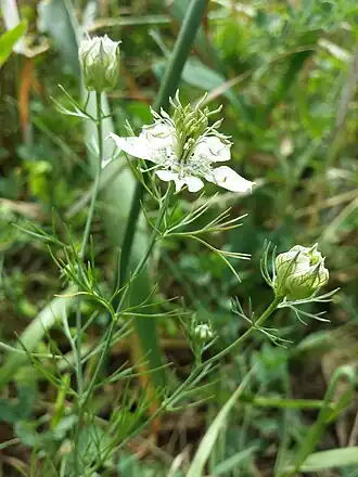 Общий вид цветущего растения