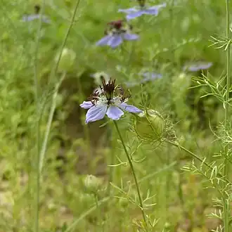 Nigella hispanica var.&nbsp;hispanica
