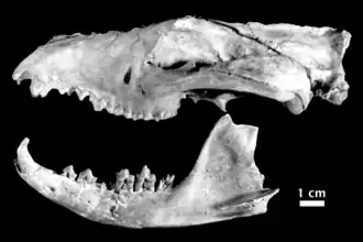 Череп и нижняя челюсть Nimbacinus dicksoni
