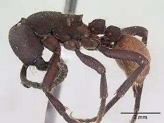 Nomamyrmex esenbeckii