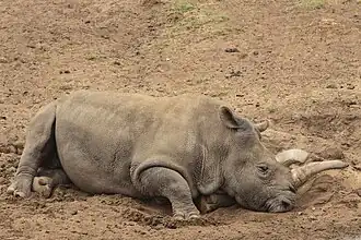 Нола в зоопарке