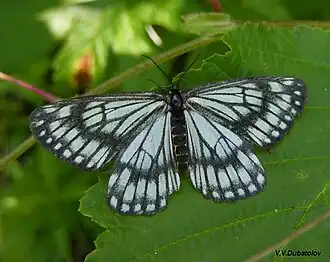 Самка. Россия, Хабаровский край, Киселёвка, 19 июля 2008 года