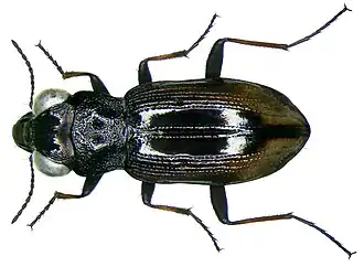 Notiophilus biguttatus