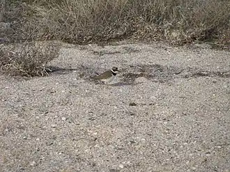 Острова - место массовых гнездовий