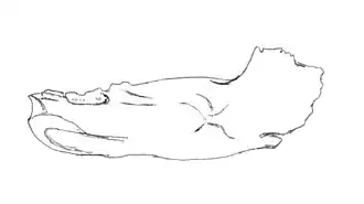 Голотип (неполная нижняя челюсть)