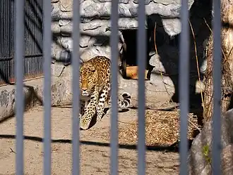 Дальневосточный леопард