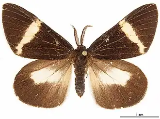 Волнянка непохожая