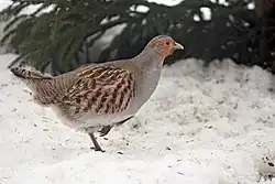 Серая куропатка