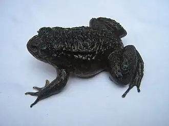 Nyctibatrachus dattatreyaensis