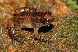 Nyctibatrachus anamallaiensis