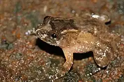 Nyctibatrachus aliciae