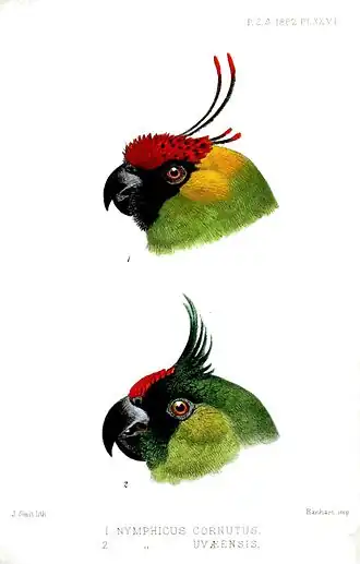 Сравнительная морфология E. cornutus (наверху) и E. uvaeensis (внизу)